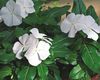 balts Zieds Kopējā Karmirte, Ložņu Miršu, Ziedu-Of-Nāves foto