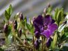 紫  常见的长春花，匍匐桃金娘，花的死亡 照片