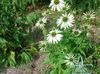 hvit Coneflower, Østlige Coneflower