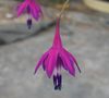 violet Floare Picături De Corali fotografie