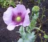 lilac Flower Corn Poppy photo