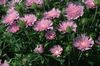 粉红色 花 矢车菊翠菊，斯托克斯紫苑 照片