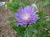 liliac Floare Albăstrea Aster, Stokes Aster fotografie