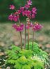 pink Flower Cortusa, Alpine Bells photo
