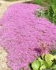 рожевий Квітка Флокс Шилоподібний фото