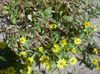 žltá Kvetina Plazivý Zinnia, Sanvitalia fotografie