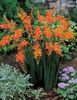 orange Flower Crocosmia photo