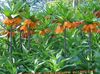 Στέμμα Αυτοκρατορική Fritillaria