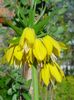 żółty Kwiat Fritillary (Fritillariya) zdjęcie