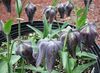 svartur Kóróna Imperial Fritillaria