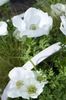 Crown Windfower, Grecian Windflower, Poppy Anemone 