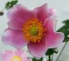 roz Floare Coroana Windfower, Windflower Grecian, Mac Anemone fotografie