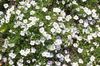 білий Квітка Нірембергія фото