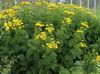 yellow Flower Curled Tansy, Curly Tansy, Double Tansy, Fern-leaf Tansy, Fernleaf Golden Buttons, Silver Tansy photo