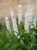 თეთრი ყვავილების Delphinium ფოტო