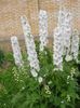 wit Delphinium