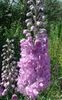 lilac Flower Delphinium photo