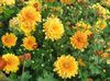 oranžna Cvet Dendranthema fotografija