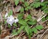 weiß Blume Dentaria foto