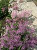 lilac Dianthus perrenial