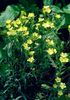 geel Bloem Dianthus Perrenial foto