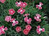 rød Blomst Dianthus Perrenial foto