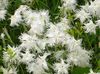 white Flower Dianthus perrenial photo