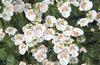 hvid Blomst Diascia, Twinspur foto