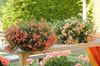 oranžový Kvetina Diascia, Twinspur fotografie