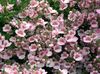 sārts Zieds Diascia, Twinspur foto