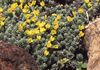 žlutý Květina Douglasia, Skalnaté Horské Trpaslík-Pupalka, Vitaliana fotografie
