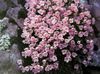 Douglasia, Rocky Mountain Dværg-Primula, Vitaliana