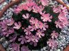 rožinis žiedas Douglasia, Rocky Mountain Nykštukas-Raktažolė, Vitaliana nuotrauka