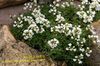 white Flower Draba photo