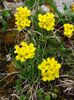 żółty Kwiat Draba (Kasza Manna) zdjęcie
