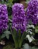 purple Flower Dutch Hyacinth photo