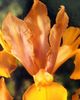 apelsin Blomma Dutch Iris, Spanska Iris foto