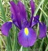 mor çiçek Hollandalı Iris, Iris Ispanyolca fotoğraf