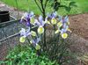 açık mavi çiçek Hollandalı Iris, Iris Ispanyolca fotoğraf