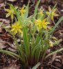 spring Early Star-of-Bethlehem