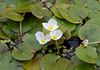 hvit European Frogbit