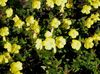 dzeltens Zieds Vakara Prīmulas foto