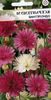 შინდისფერი ყვავილების მარადიული, უკვდავა, Strawflower, ქაღალდის Daisy, მარადიული Daisy ფოტო