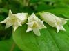 spring Fairy bells