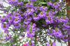 púrpura  Hada De Las Flores Del Ventilador foto