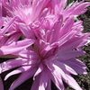 ვარდისფერი ყვავილების ცრუ შემოდგომაზე Crocus, Showy Colchicum, შიშველი ქალბატონები, მდელოს ზაფრანა ფოტო