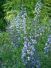 блакитний Квітка Баптізія фото