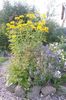 gelb  Falsche Sonnenblume, Ox-Eye, Sonnenblumen Heliopsis foto