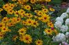 Lažna Suncokret, Vol Očiju, Suncokret Heliopsis