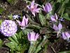იასამნისფერი ყვავილების Fawn ლილი ფოტო
